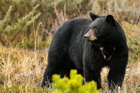 American Black Bear – Facts, Habitat, Diet, Adaptations, Pictures