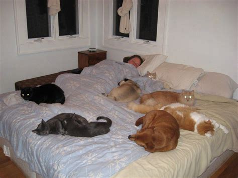 Dog Sleeping With Owner Meaning at Gary Macarthur blog