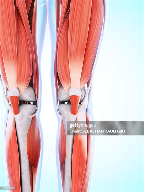 Human Leg And Knee Muscles Artwork High-Res Vector Graphic - Getty Images