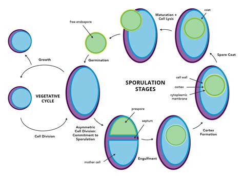 Spore-forming Bacteria Can Be a Tough, Hidden Menace in Food Processing - Sterilex®