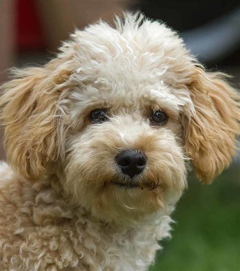 Cavapoo – The Cavalier King Charles Spaniel Poodle Mix | Cavapoo, Cavalier king charles spaniel ...