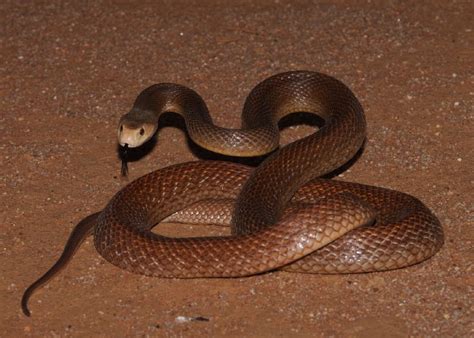 Coastal Taipan - Queensland Museum