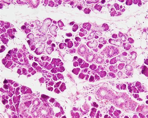 Histologia Tecido Epitelial Glandular Images 64680 | The Best Porn Website