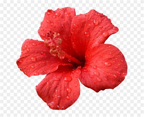 Hibiscus Transparent Psd - Transparent Red Hibiscus Flower, HD Png ...