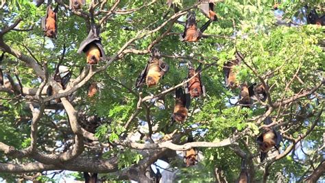 Restless Fruit Bat Colony Hanging In Tree At Tissamaharama, Sri Lanka Stock Footage Video ...