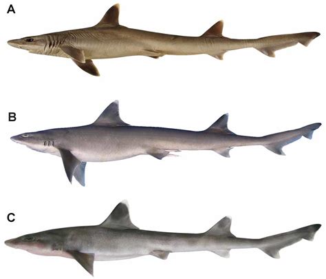 FIGURE 1 in Hemitriakis indroyonoi sp. nov., a new species of houndshark from Indonesia ...