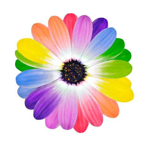 Rainbow Multi Colored Petals of Daisy Flower Wall Mural • Pixers® • We live to change