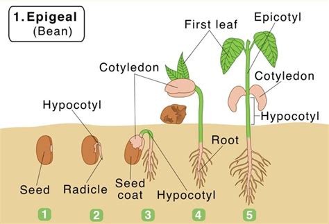 Types of Germination of Seed - CBSE Class Notes Online - Classnotes123