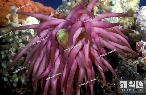 Giant Sea Anemone (Condylactis gigantea), Caribbean, Stock Photo, Picture And Rights Managed ...