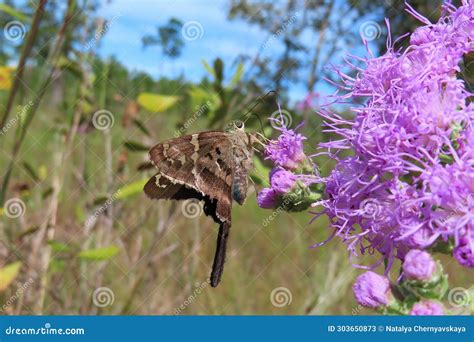 Long Tailed Skipper Butterfly on Purple Wildflowers in Florida Wild ...