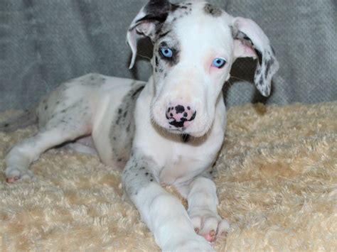 Great Dane Blue Merle Puppies