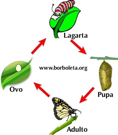 Ciclo de vida das Borboletas - Borboleta.org