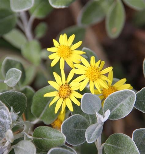 Best Silver Foliage Plants To Beautify Your Garden | Balcony Garden Web