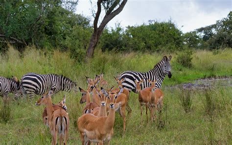 Best Time To Visit Akagera National Park Rwanda- Dry or Wet season?