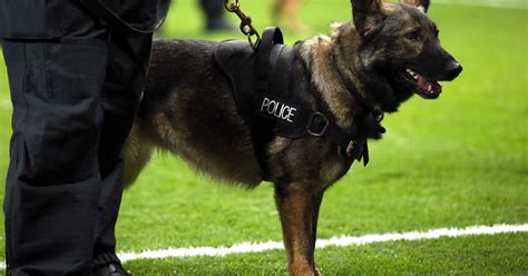 This Is What It's Like To Work With Police Dogs For A Day | HuffPost UK ...