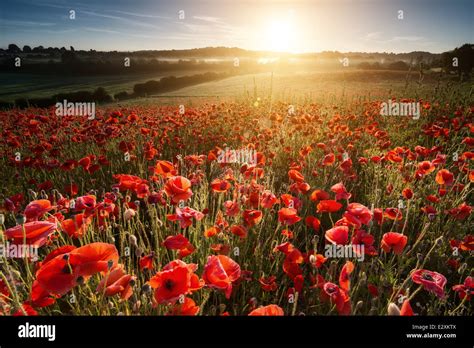 Summer solstice sunrise over one of the poppy fields at Blackstone ...