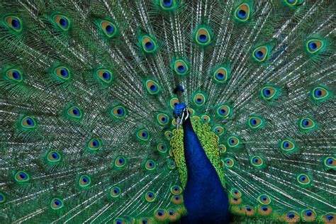 Red Shoes and Peacock Feathers: Red Shoes and Peacock Feathers