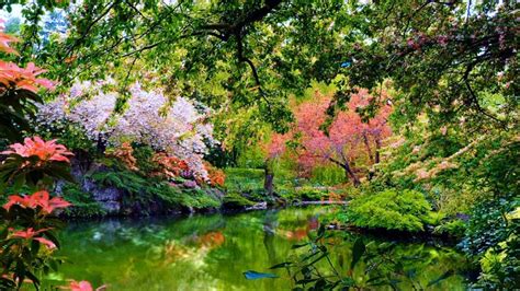 Lake Between Beautiful Colorful Flowers Garden With Reflection 4K HD Nature Wallpapers | HD ...