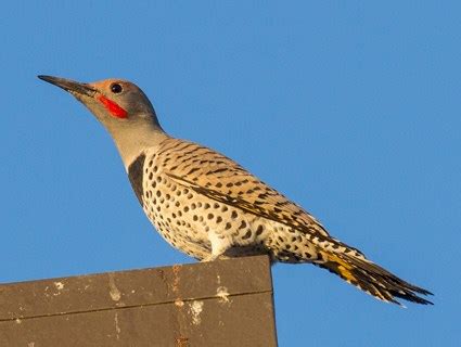 Gilded Flicker, Identification, All About Birds - Cornell Lab of Ornithology