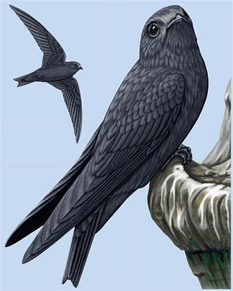 1000+ images about Swifts of the World on Pinterest | Trees, Singapore and Peregrine falcon