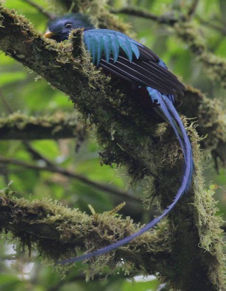 DEGUATE.com | Ave nacional de guatemala, Grabados de aves, Aves de colores