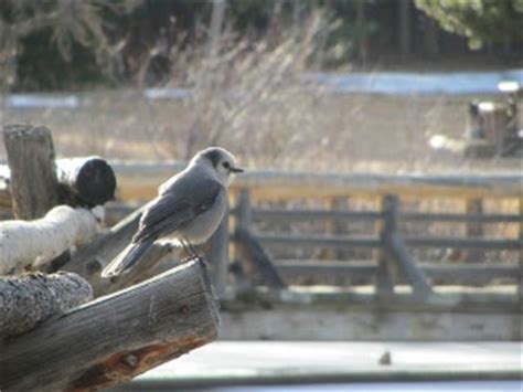 102 best images about Estes Park Wildlife on Pinterest | Horns, Lakes and The elk