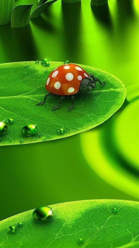 Download Ladybug Beetle With White Spots Wallpaper | Wallpapers.com