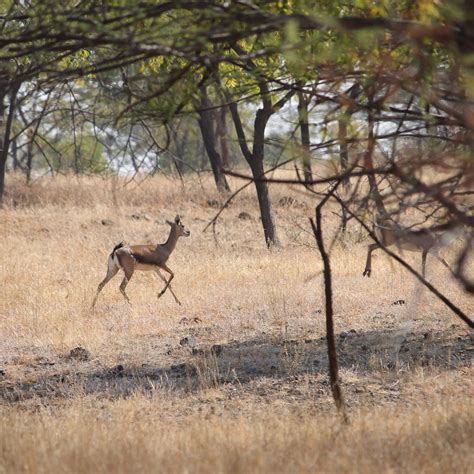 Mayureshwar Wildlife Sanctuary (Pune) - ATUALIZADO 2023 O que saber ...