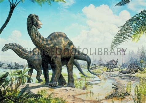 Dicraeosaurus Pictures & Facts - The Dinosaur Database