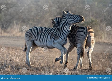 Zebra Stallions [equus Quagga] Fighting Each Other during Golden Hour ...