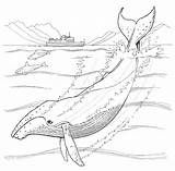 Humpback Whale coloring Page  ColouringPages sketch template