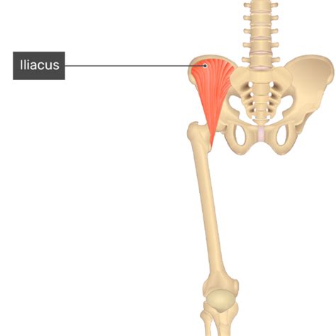 Iliacus muscle: origin, insertion and action | GetBodySmart