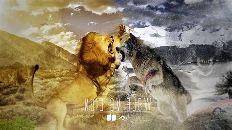 Wolf Vs Lion Wallpapers - www.Wolf-Wallpapers.pro