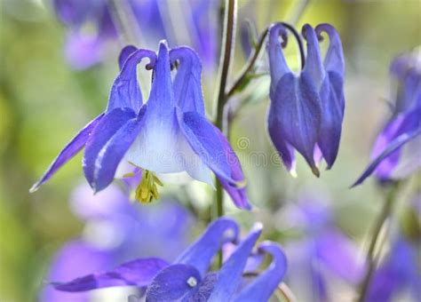 Beautiful Blue Columbine Flowers Stock Image - Image of columbine ...