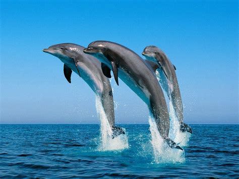 3D Dolphin Wallpaper Free Download / Best Value 3d Dolphin Wallpaper Great Deals On 3d Dolphin ...