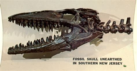 Mosasaur Skull