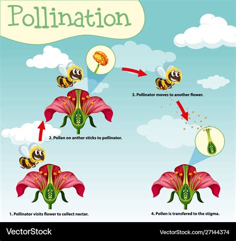 Diagram showing pollination with bee and flowers Vector Image