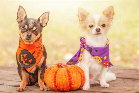 Two dogs with a pumpkin. Black and white chihuahua in halloween bandanas. 13035128 Stock Photo ...