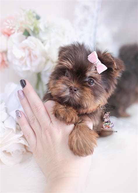 Chocolate Yorkie Puppies / EXOTIC CHOCOLATE YORKIES FOR SALE, CALIFORNIA,GREEN EYED ...