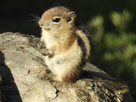 Science Story July 2020 - Rocky Mountain Biological Laboratory