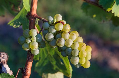 Vitis vinifera - Wikipedia