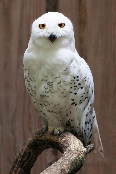 Snowy Owl Portrait Free Stock Photo - Public Domain Pictures