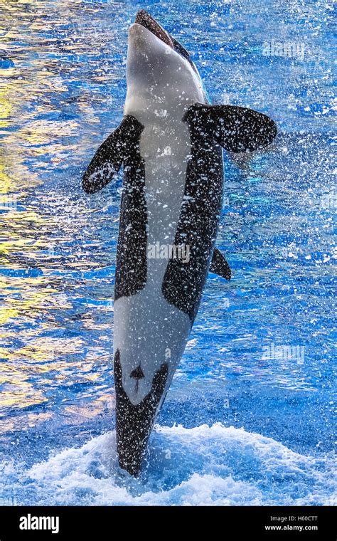 killer whale jumping Stock Photo - Alamy