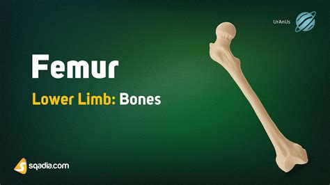 Femur Shaft Bone Anatomy Of Lower Limb Skeletal System, 55% OFF