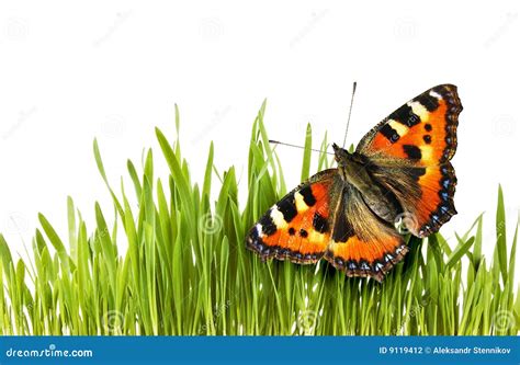 Butterfly on grass stock photo. Image of lawn, insect - 9119412