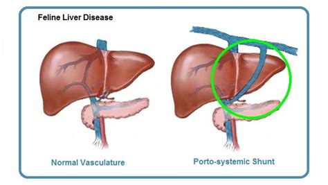 5. Porto-systemic Shunt - Dr. Bills Pet Nutrition