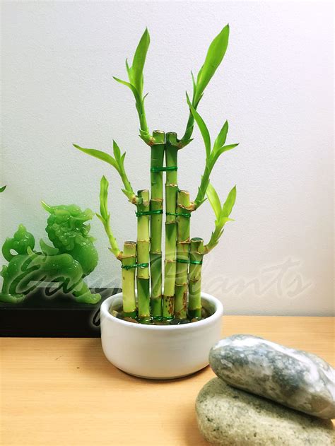 Indoor Bamboo Plant Care In Water / Its easy to care your lucky bamboo ...