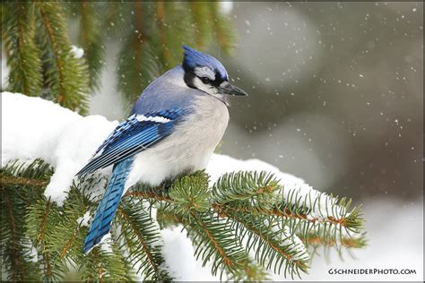 Photo :: Blue Jay (#6074)