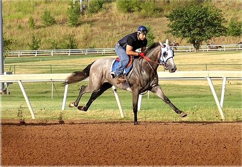 Gallop. | Gallop, Horses, Racehorse