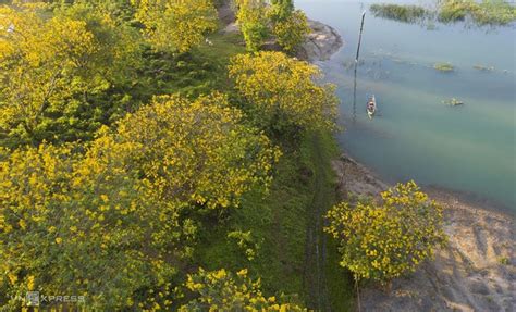 Discovering vibrant senna splendida flowers of Bau Can tea hill